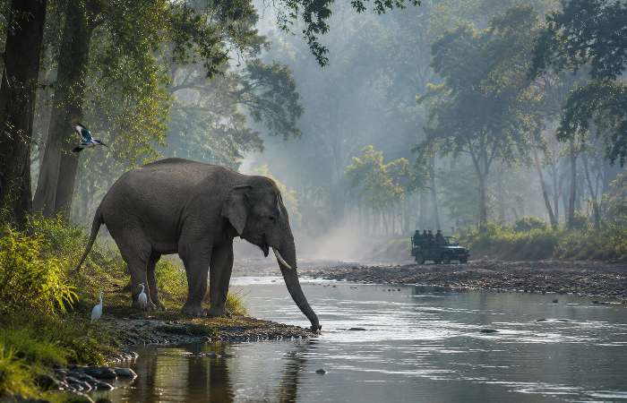 Elephant near river in misty forest landscape at Corbett National Park