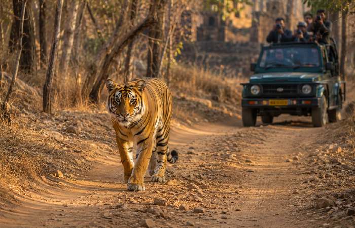 Tiger walking through open forest terrain in Ranthambore during safari