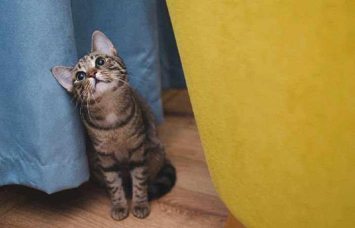 Cat featured in TikTok Shop dental gel story